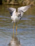7 septembre 2006 • Grand Chevalier / Greater Yellowlegs