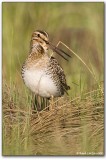 Bécassine des maraisCommon Snipe