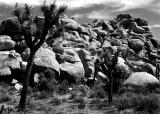 Cactus-rocks