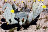 wild flower and cactus