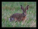 0649 hare / haas
