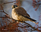 American Kestrel (female)