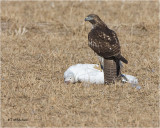 Red-tailed Hawk / Snow Goose