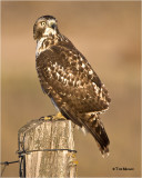 Red-tailed Hawk