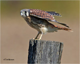 American Kestrel
