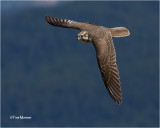Prairie Falcon