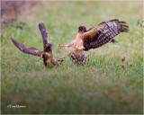 Northern Harrier's
