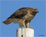 Red-tailed Hawk & Pocket Gopher