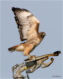Red-tailed Hawk