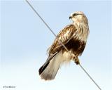 Rough-legged Hawk