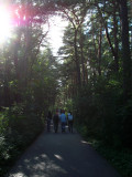 Path into the pine forest from Smiltynė