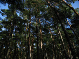 Looking up into the pine trees