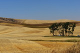 Palouse,WA3.