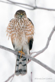 IMG_3125-Sharp-shinned_Hawk.jpg