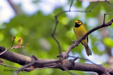 IMG_3501-Hooded_Warbler.jpg
