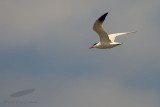 _MG_9358-Caspian_Tern.jpg
