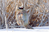 Ring-Necked Pheasant