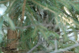 Eastern Screech Owl