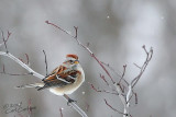 American Tree Sparrow