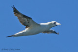 Northern Gannet