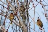 Cedar Waxwings