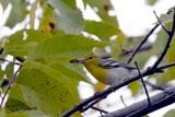 Yellow-Throated Vireo