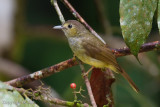 Hairy-backed Bulbul