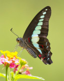 Common Bluebottle «C»ñ½º Graphium Sarpedon