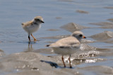 Piping Plover chick and parent 6-17-09