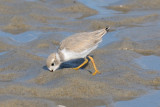 Piping Plover juvenile 6-25-09