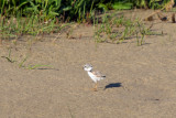 Piping Plover chick 6-15-10