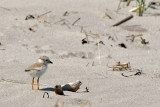 Piping Plover chick 6-15-10