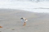 Piping Plover chick 6-4-10