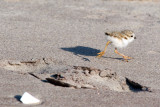 Piping Plover chick and footprint 5-31-10