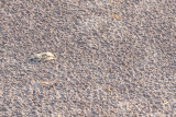 Piping Plover chick hiding 6-4-10