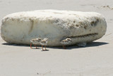 Piping Plover chicks seeking shade 5-25-10 a