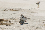 Piping Plover parent and chick 5-25-10 b