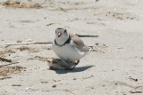 Piping Plover parent and chick 5-25-10 c