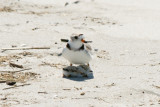 Piping Plover parent and chick 5-25-10 d