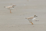 Piping Plover chicks 6-21-10