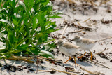 Piping Plover chicks 6-21-10