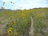 City Creek bike trail with sunflowers P1040111.jpg