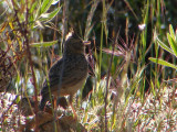 Cotovia-montesina // Thekla Lark (Galerida theklae subsp. theklae)
