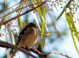 Tentilhão-comum // Chaffinch (Fringilla coelebs subsp. balearica), female