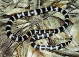 Vermicella annulata