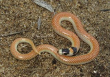 Neelaps calonotus