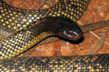 Pseudechis butleri