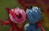 Dew on the Berries