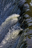 Water Over the Dam