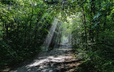 Sunbeams on the Trail